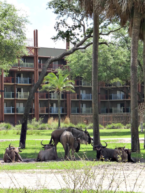 Animal Kingdom Lodge Resort